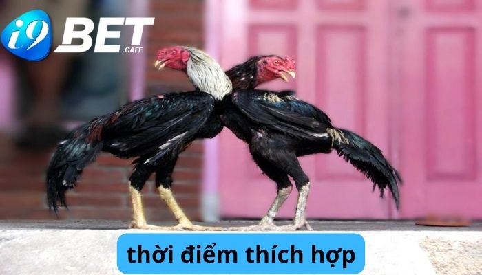 Chọn thời điểm thích hợp để cá cược